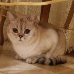 عکس کاربر - رهام