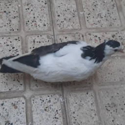 عکس کاربر - دانیال