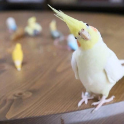 عکس کاربر - cockatil