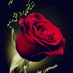 عکس کاربر