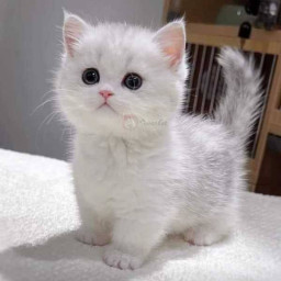 عکس کاربر - بوباتی گرنجر🐈🌱🧸☁⚡🪄