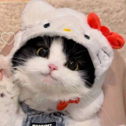 عکس کاربر - 🐾🍓cute kitty cat🍓🐾