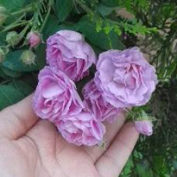 عکس کاربر - 𝐙𝐎𝐇💓𝐑𝐄𝐇