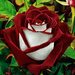عکس کاربر - زهره
