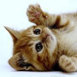 عکس کاربر - Cat