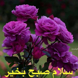 عکس کاربر - علیرضا