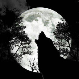 عکس کاربر - wolf
