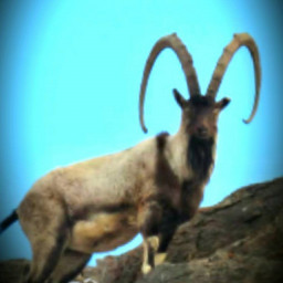 عکس کاربر - حسام احمدی منجزی