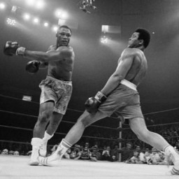 عکس کاربر - Boxer