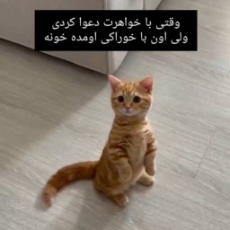 عکس کاربر - نفس😘