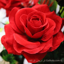 عکس کاربر -  𝑭𝑨𝑻𝑴𝑨