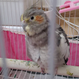 عکس کاربر - مبینا