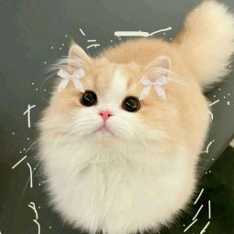 عکس کاربر - 🐈𝑺𝒆𝒕𝒂𝒚𝒔𝒉🐈
