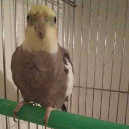 عکس کاربر - 🦜🦜🦜پرسیلا 