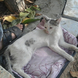 عکس کاربر