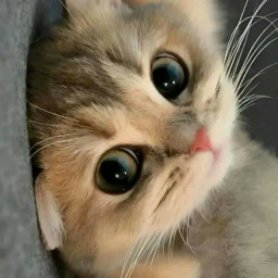 عکس کاربر - cat