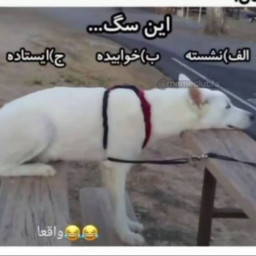 عکس کاربر