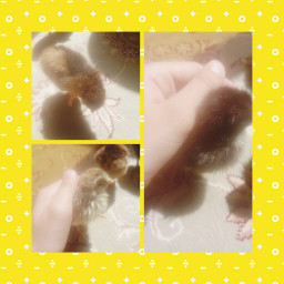عکس کاربر - 🐥جوجه هام🐥 ฅ^•ﻌ•^ฅ