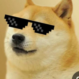 عکس کاربر - ꧁Shiba_cod꧂