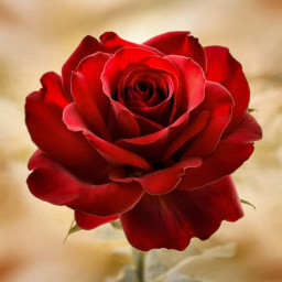 عکس کاربر - سیدامین هاشمی