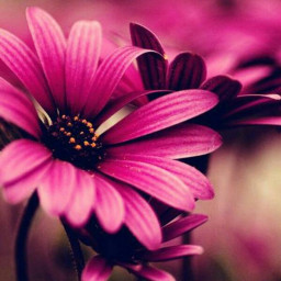 عکس کاربر - Rosa