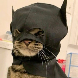 عکس کاربر - im batcat city need me