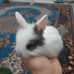 عکس کاربر