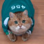 عکس کاربر - Mmsaleh-Cat