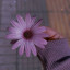 عکس کاربر - عسل