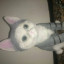 عکس کاربر - دیوونه ی گربه ها