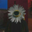 عکس کاربر - MOHAMAD