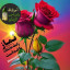 عکس کاربر - اکرم مشهدی