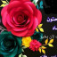 عکس کاربر - ali
