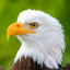 عکس کاربر - عقاب طاس🦅