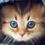 عکس کاربر - Cute cat 🐈