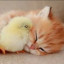 عکس کاربر - من و جوجو😺🐣