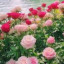 عکس کاربر - حدیث