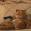 عکس کاربر - Garfield🐾