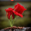 عکس کاربر - Javad. Gfari