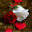 عکس کاربر - محسن شگل زهی