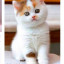 عکس کاربر - CAT🐾
