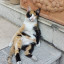 عکس کاربر - cat