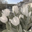 عکس کاربر -   راضیه 