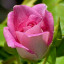 عکس کاربر - فاطمه