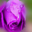 عکس کاربر - سلطانی