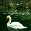عکس کاربر - حسین