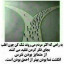 عکس کاربر - طالبی