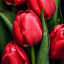 عکس کاربر - SM282