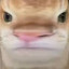 عکس کاربر - ama_cat