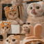 عکس کاربر - CAT